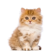 КОТИ
